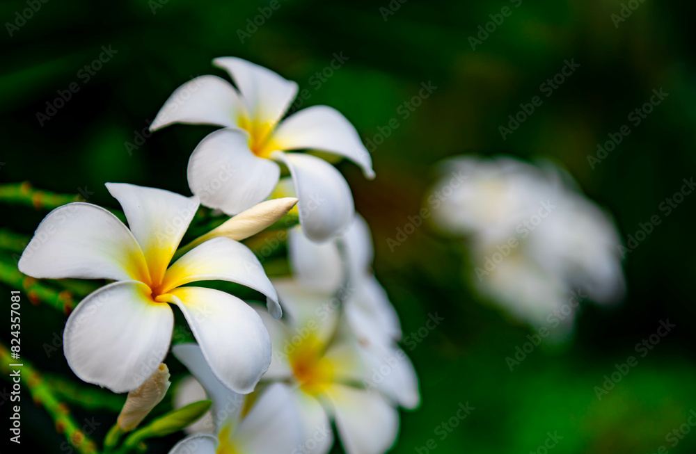 White Plumeria on the Plumeria tree or Plumeria flowers with green leaves background White Plumeria on the Plumeria tree or Plumeria flowers with green leaves background