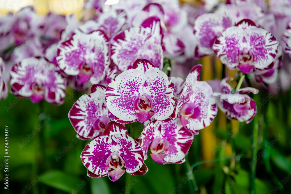 Beautiful Thai Orchid Purple or Lavender on isolated or group with blur or defocus background. Beautiful Thai Orchid Purple or Lavender on isolated or group with blur or defocus background.