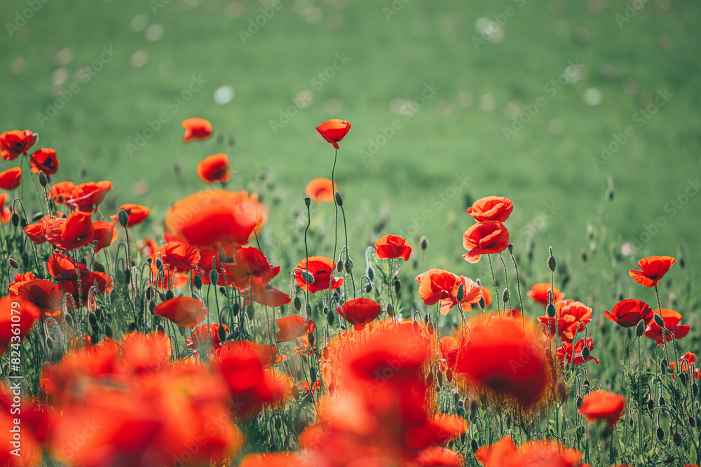 Fototapeta premium 양귀비가 보이는 풍경