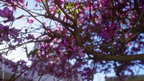 A vibrant cercis siliquastrum, commonly known as the judas tree, covered in purple blossoms under the spring sunlight in puglia, italy, showcasing the beautiful flowering branches outdoors. photo