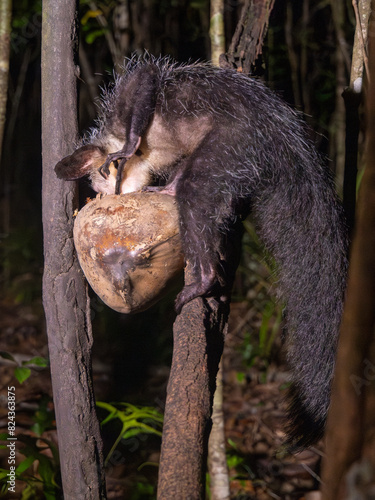 Ein Fingertier nachts in einer Kokosnuss nach Nahrung fingernd photo
