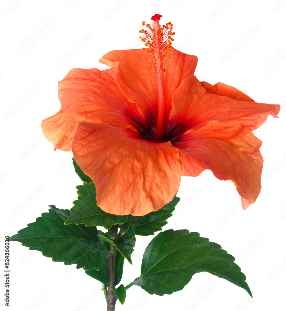 Fototapeta premium Hibiscus orange, fond blanc 