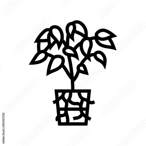 transplanting urban gardening line icon vector. transplanting urban gardening sign. isolated contour symbol black illustration