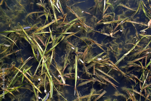 Aquatic plants in a pond of water