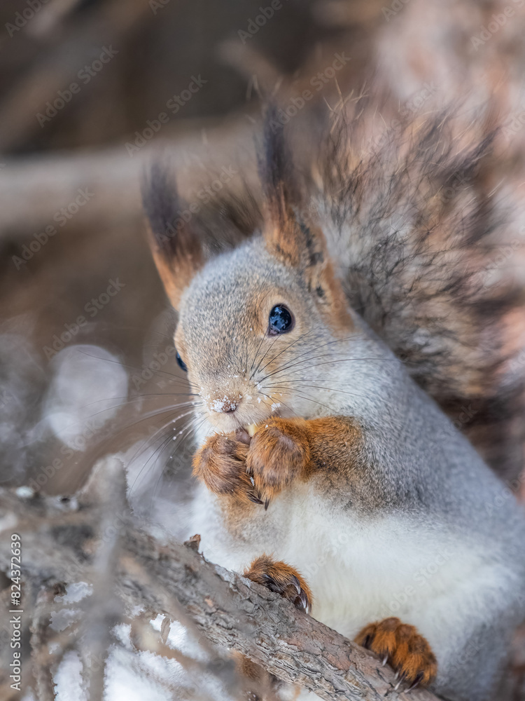 Fototapeta premium The squirrel with nut sits on tree in the winter or late autumn