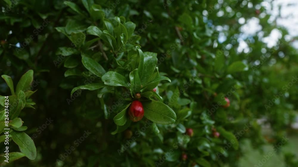 Close-up of a pomegranate tree with lush green leaves and red buds in an outdoor setting in puglia, southern italy, capturing the essence of mediterranean flora. Close-up of a pomegranate tree with lush green leaves and red buds in an outdoor setting in puglia, southern italy, capturing the essence of mediterranean flora.
