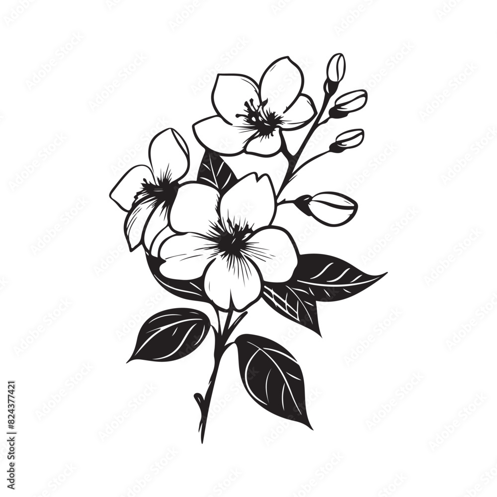 Branch Sampaguita Flower Hand drawn image vector isolated on white