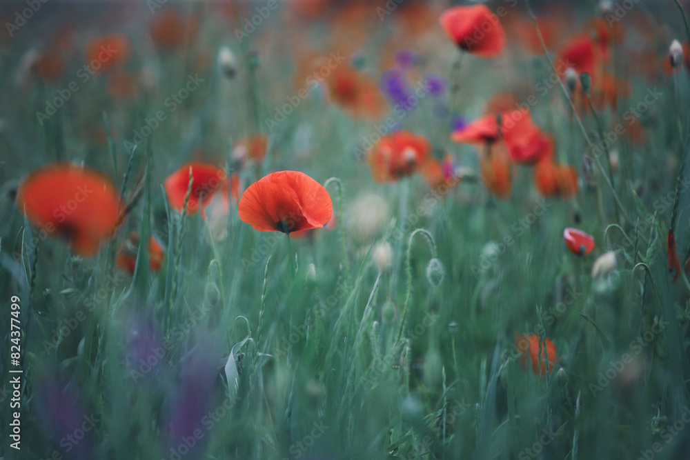 Obraz premium Poppy field, Remembrance day, Memorial Anzac day banner.