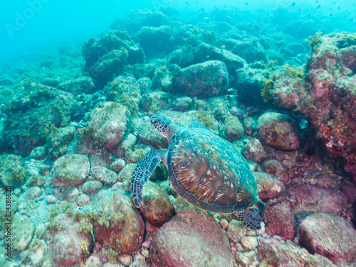                                                                                                                                                                                        2022                       The Beautiful and large green sea turtle  Chelonia mydas  family Turtles  swims leisurely.   Hirizohama beach  by ferry from