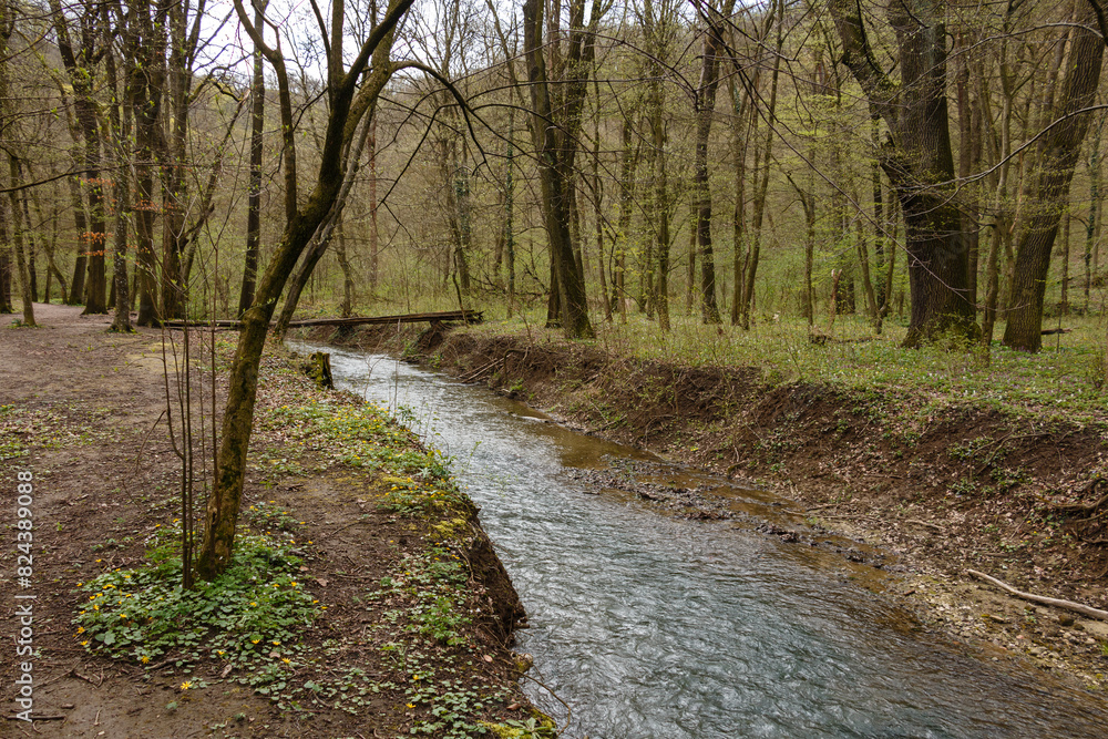 Fototapeta premium River in the woods.