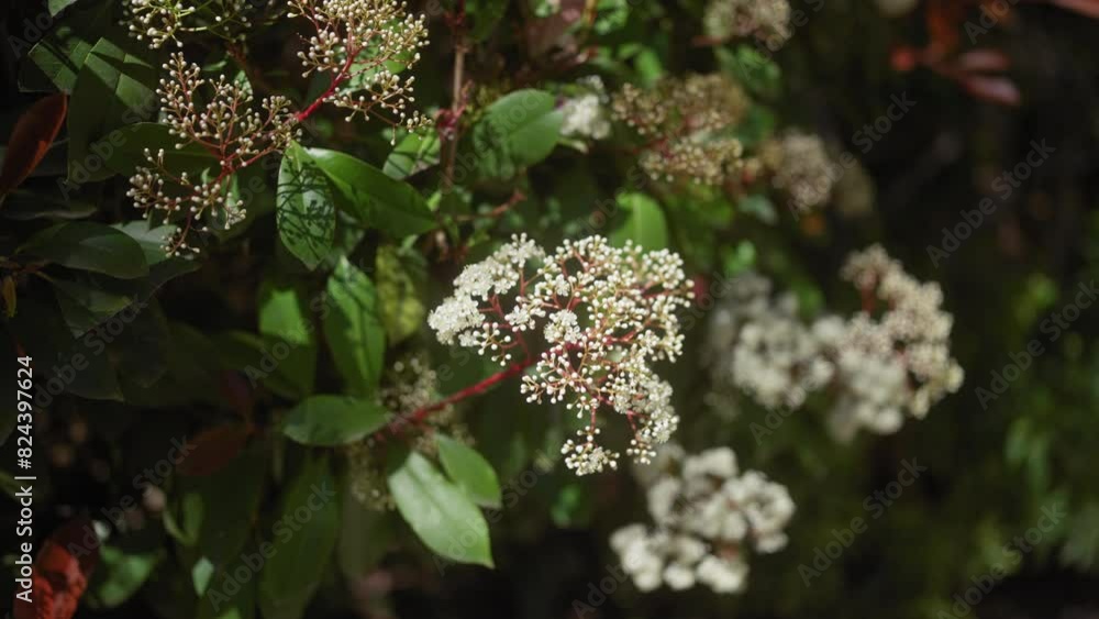 Close-up of red-stemmed plant with tiny white flowers surrounded by vibrant green leaves in soft natural light Close-up of red-stemmed plant with tiny white flowers surrounded by vibrant green leaves in soft natural light