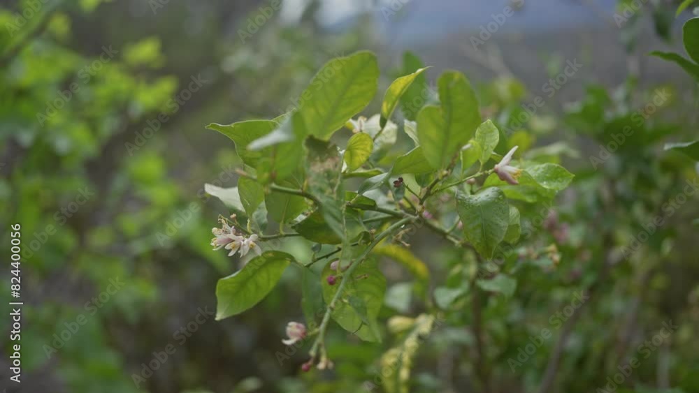 Close-up of a flowering lemon plant with lush leaves, citrus limon Close-up of a flowering lemon plant with lush leaves, citrus limon