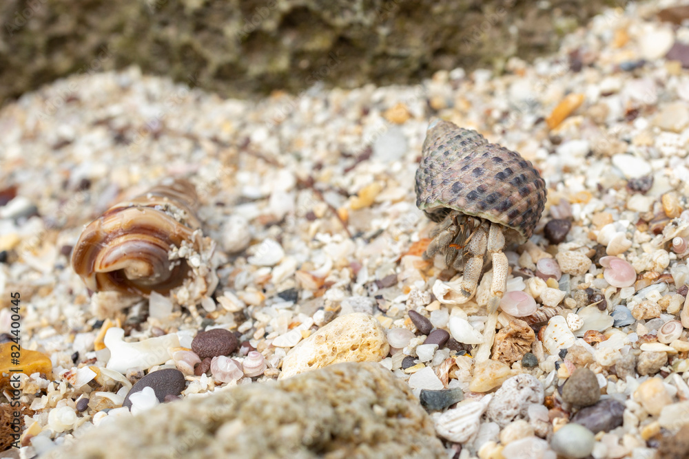 Hermit crab (Paguroidea) in a shell on a white sand beach Hermit crab (Paguroidea) in a shell on a white sand beach
