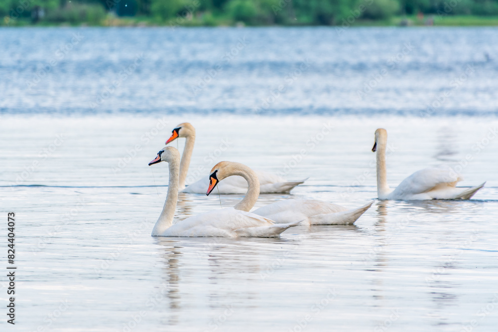 Graceful white Swans swimming in the lake, swans in the wild Graceful white Swans swimming in the lake, swans in the wild
