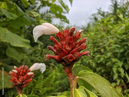 Costus barbatus flower in the morning photo