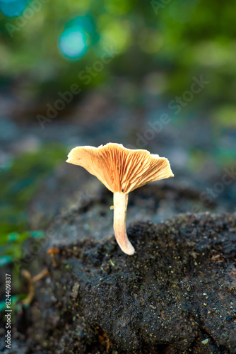 Lactarius glycosmis, commonly known as coconut-scented milk caps photo