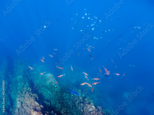 美しいアオブダイ（ブダイ科）、ホウライヒメジ（ヒメジ科）、オヤビッチャ（スズメダイ科）他の群れ。日本国静岡県伊豆半島賀茂郡南伊豆町中木から渡し船で渡るヒリゾ浜にて。 2022年夏水中撮影。 Knobsnout Parrotfish (Scarus ovifrons), Sergeant Major (Abudefduf vaigiensis), Whitesaddle goatfish (Pa
