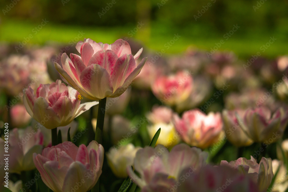 Pink flower tulip illuminated by sunlight..