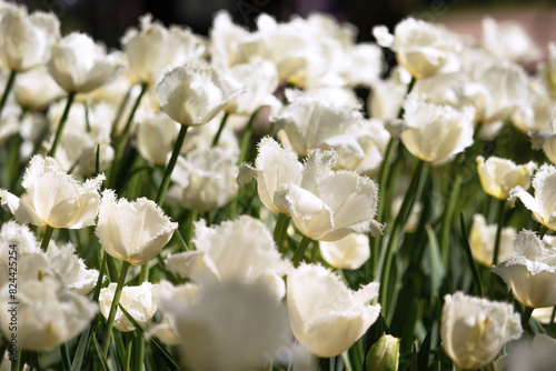White tulips on dark background