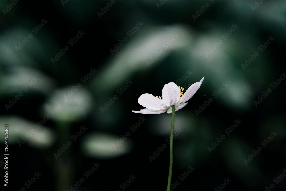 Anemone nemorosa by the Olterudelva River, Toten, Norway, in May. Anemone nemorosa by the Olterudelva River, Toten, Norway, in May.