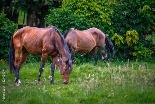 horses © Huesos ph