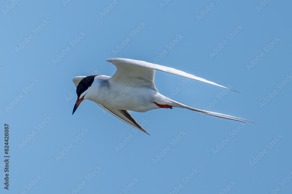 Fototapeta premium Forster's Tern
