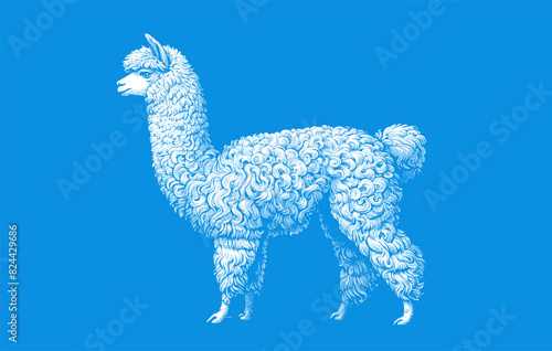 White stencil engraved vintage drawing of Alpaca side view vector illustration isolated on blue background