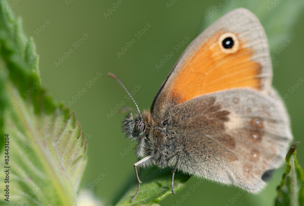 Close-up of a small, orange-brown butterfly (Coenonympha pamphilus) hiding between the leaves of a plant. The background is green. Close-up of a small, orange-brown butterfly (Coenonympha pamphilus) hiding between the leaves of a plant. The background is green.