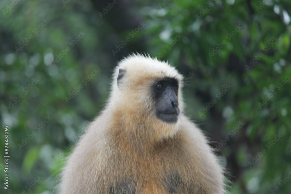 Obraz premium Black face, white haired monkey in the jungle outside Rishikesh India