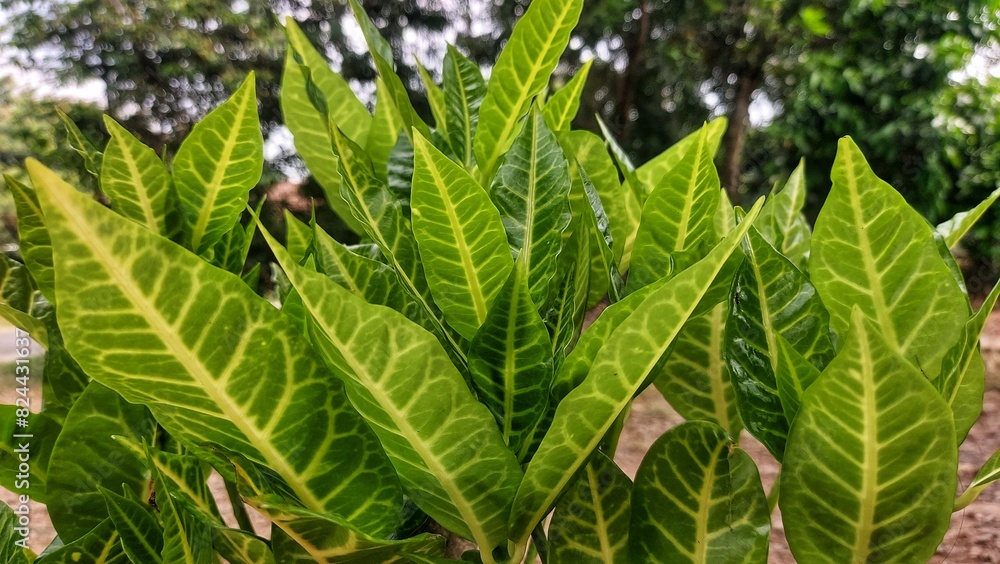 Croton (Codiaeum variegatum) is an ornamental plant native to Indonesia. Croton (Codiaeum variegatum) is an ornamental plant native to Indonesia.
