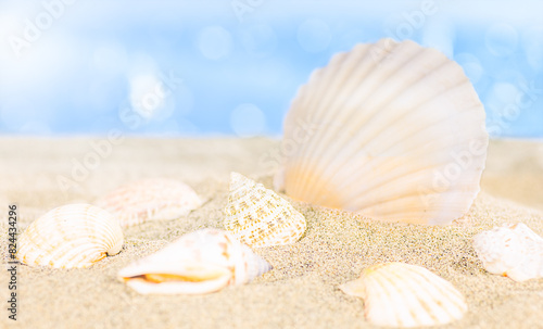 Shells on the beach with a blue background and a blurry background