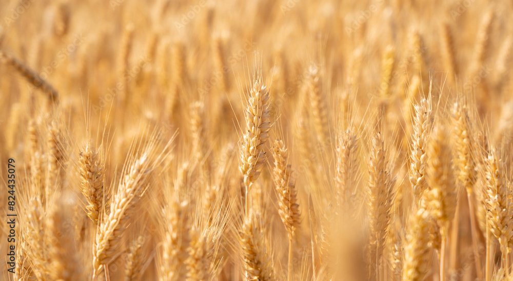 golden wheat field. Ears of golden wheat close up. golden wheat field. Ears of golden wheat close up.