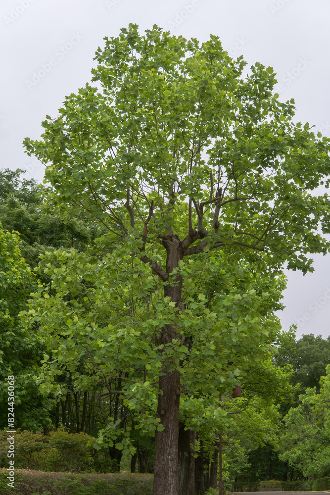 Fototapeta premium 高木になるユリノキ（ Liriodendron tulipifera）【智光山公園】日本埼玉県・6月