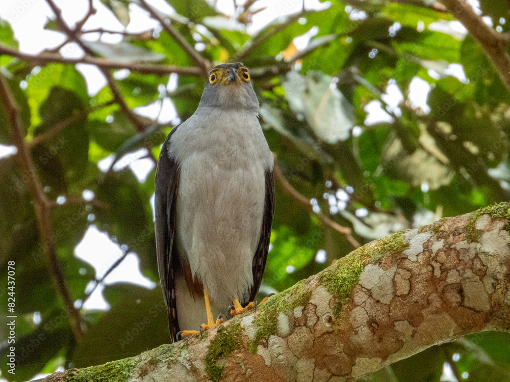 Bicoloured Hawk
Accipiter bicolor in Costa Rica Bicoloured Hawk
Accipiter bicolor in Costa Rica