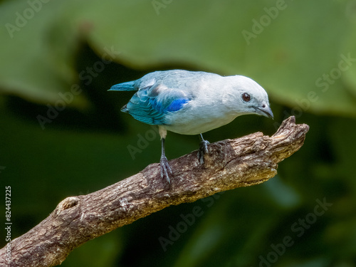 Blue-grey Tanager
Thraupis episcopus in Costa Rica photo