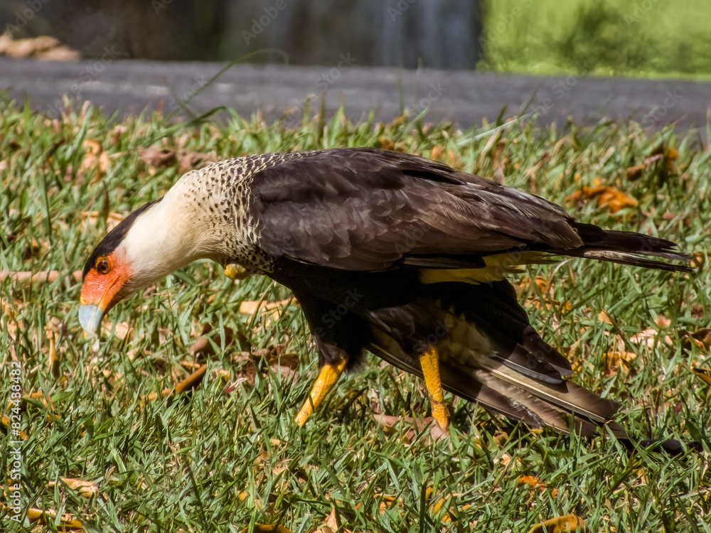 Obraz premium Crested Caracara Caracara plancus in Costa Rica