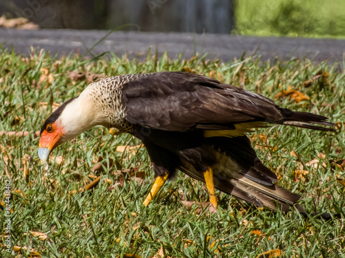 Crested Caracara Caracara plancus in Costa Rica