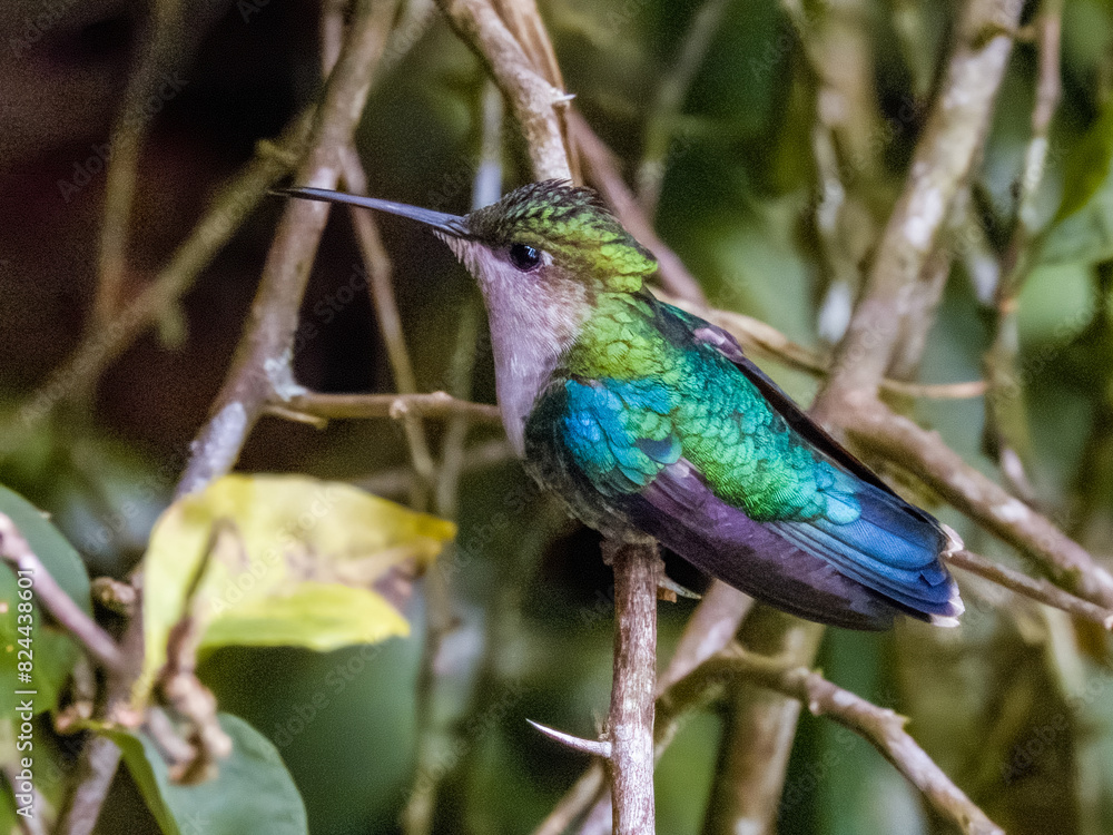 Crowned Woodnymph Thalurania colombica in Costa Rica Crowned Woodnymph Thalurania colombica in Costa Rica