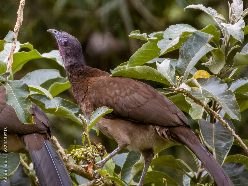 Fototapeta premium Grey-headed Chachalaca Ortalis cinereiceps