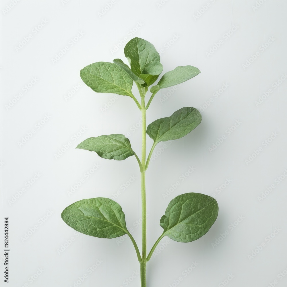 One plant on white background. One plant on white background.