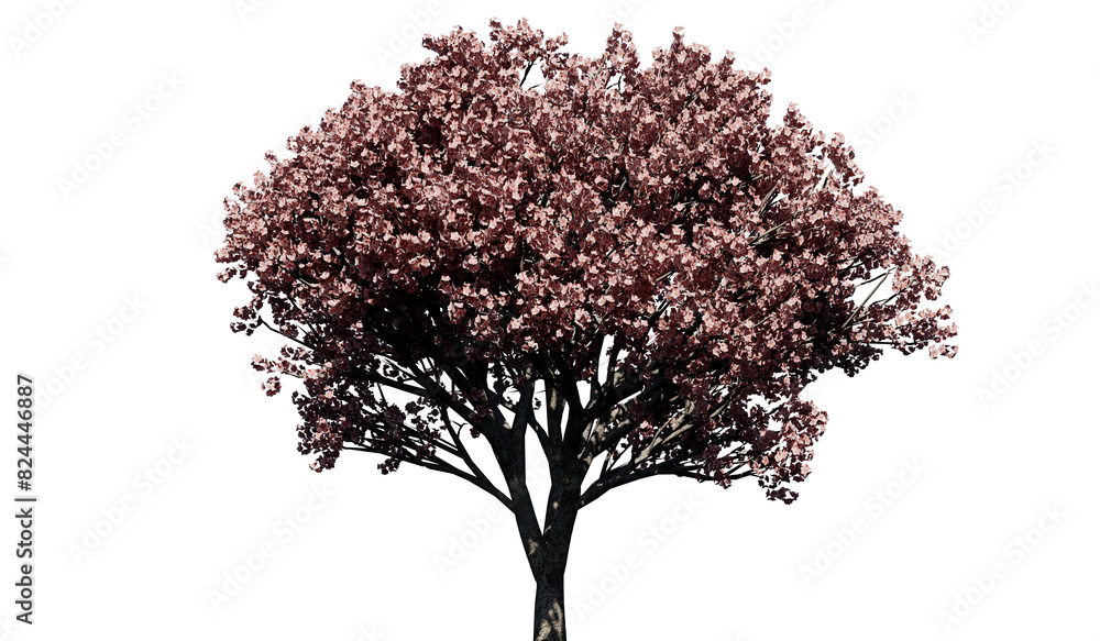 Obraz premium Green wide tree cut out - japanese cherry tree (prunus serrulata) - 3D Illustration