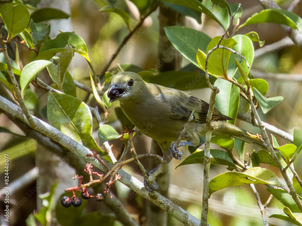 Palm Tanager Thraupis palmarum in Costa Rica Palm Tanager Thraupis palmarum in Costa Rica