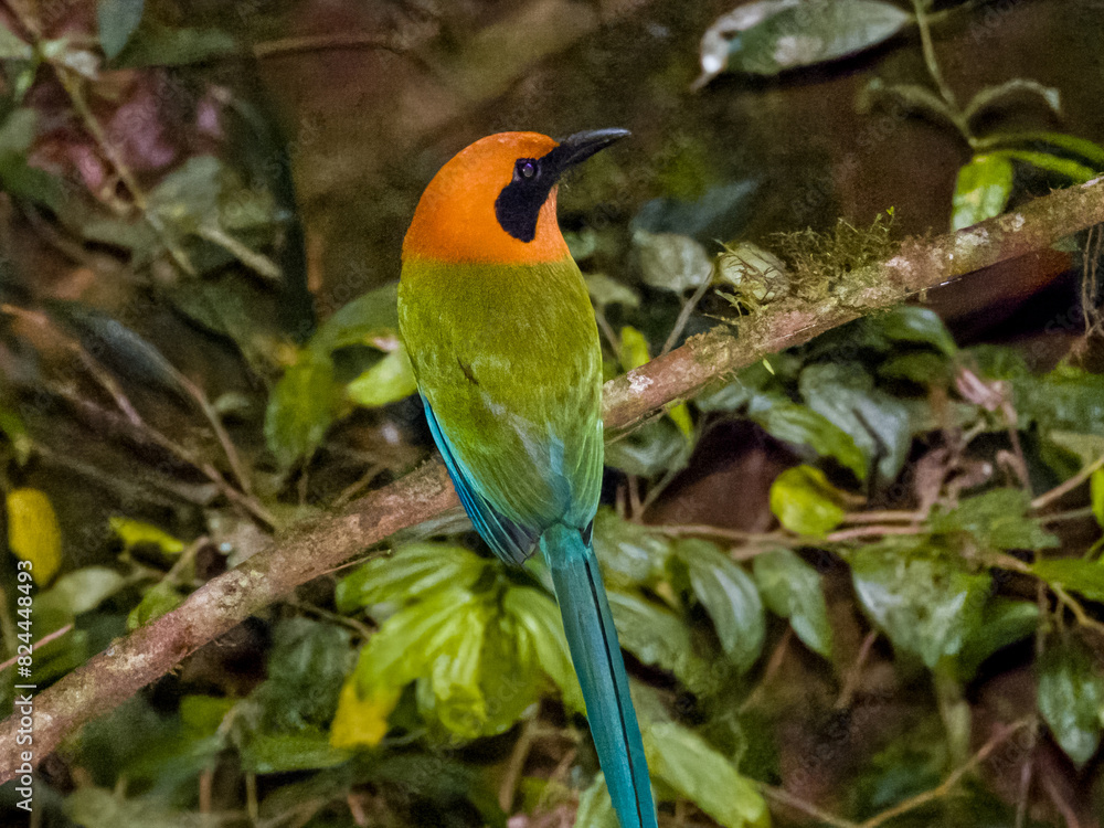 Obraz premium Rufous Motmot Baryphthengus martii iin Costa Rica