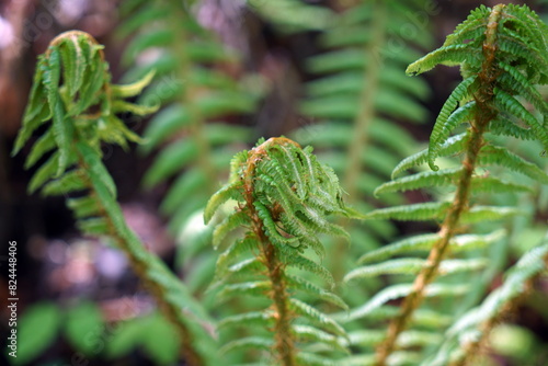 dryopteris オシダ シダ