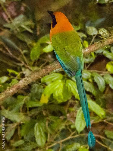 Rufous Motmot Baryphthengus martii iin Costa Rica photo