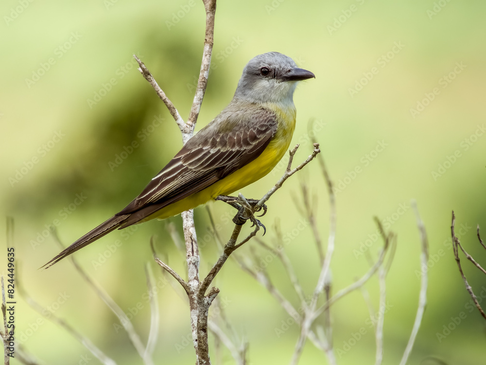 Tropical Kingbird Tyrannus melancholicus in Costa Rica Tropical Kingbird Tyrannus melancholicus in Costa Rica