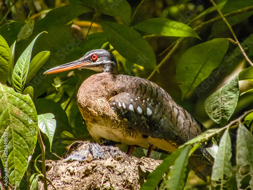 Sunbittern Eurypyga helias in Costa Rica photo