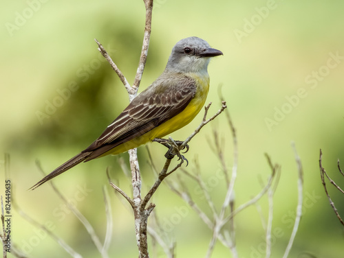 Tropical Kingbird Tyrannus melancholicus in Costa Rica photo