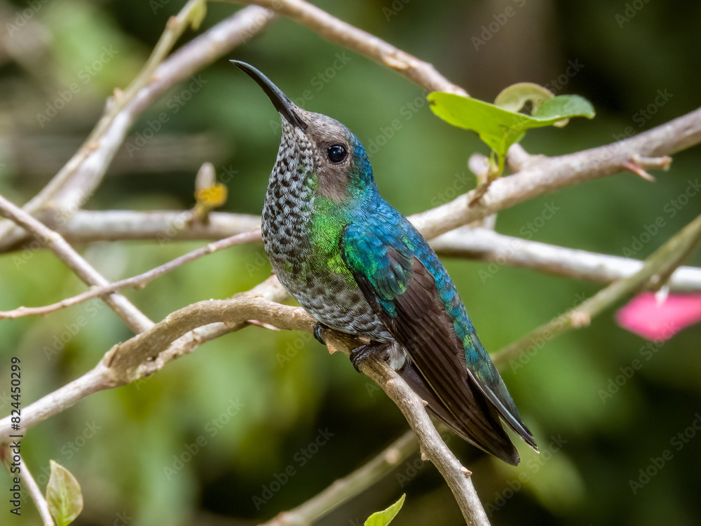 Fototapeta premium White-necked Jacobin Florisuga mellivora in Costa Rica
