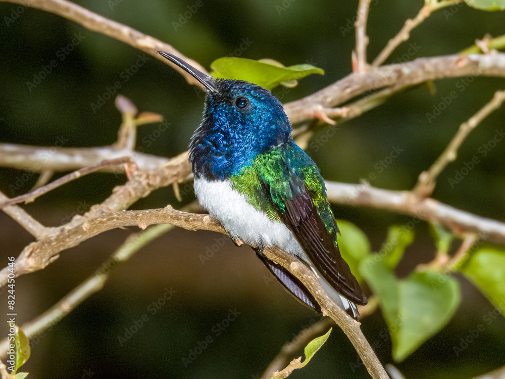 Obraz premium White-necked Jacobin Florisuga mellivora in Costa Rica